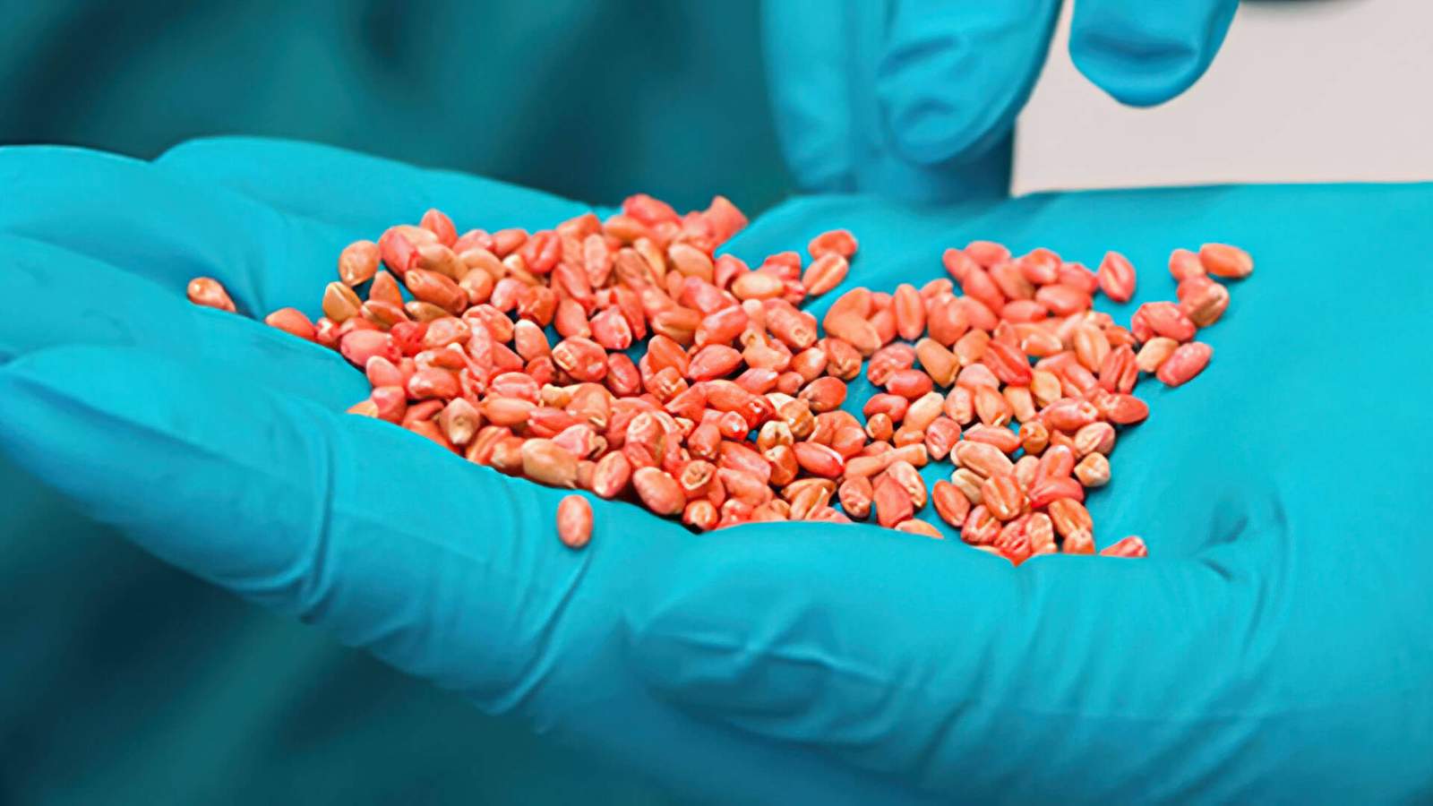 Sementes tratadas com TSI nas mãos de técnico agrícola