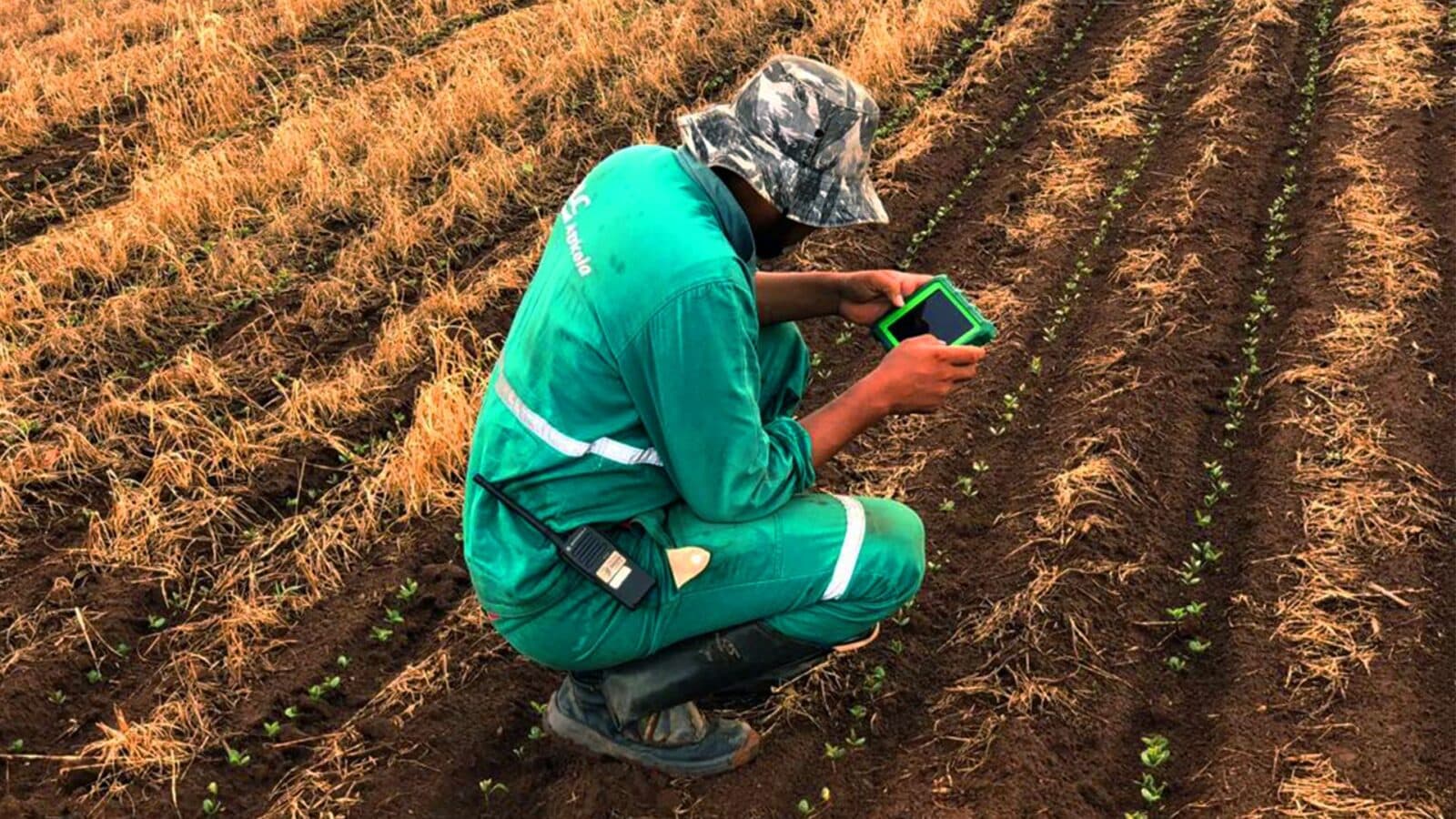 Técnico agrícola com tablet inspecionando lavoura recém-implantada